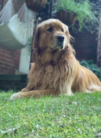 golden retriever dog